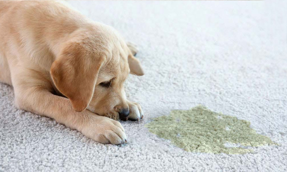 Pet Stains & Odor